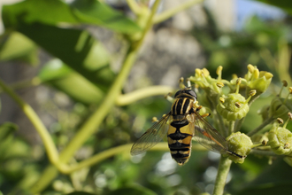 Striped hoverfly, image Nick Upton/2020VISION.