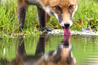 Image of a red fox standing in grass and taking a drink from a puddle with it's reflection visible in the water, whilst looking at the camera.