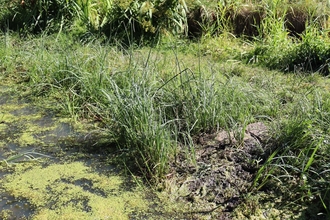 Dried out pond at Gosforth nature reserve.  Image by Richard Clark.