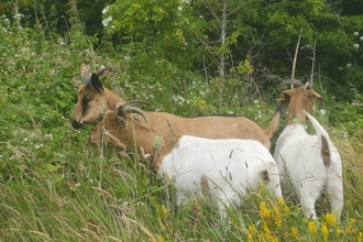 Goats East Chevington - David Wilde Wilde Farm Ponteland