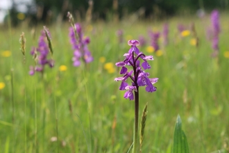 Green winged orchid.  Image by Lianne de Mello.