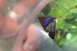 Purple hairstreak butterfly - Sophie Webster