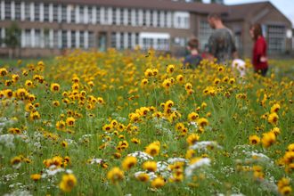 Urban Flowers.  Image by Paul Hobson.