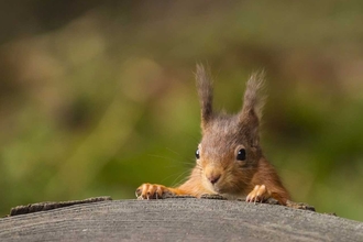 Red squirrel - Andrew Nayler