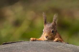 Red squirrel - Andrew Nayler