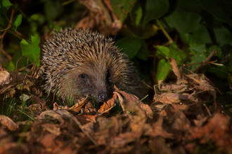 Hedgehog - Surrey Hills Photography