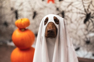 Hilda the spaniel ready for Halloween - Grace Welsh