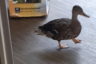 Nosey mallard hen.  Image by Caz Mcmahon.