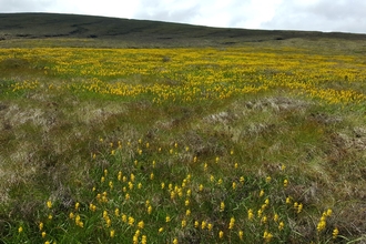 Bog asphodel at Whitelee Moor.  Image by Duncan Hutt.