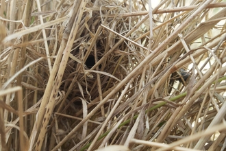 Harvest mouse nest at East Chevington reserve. Image by Sophie Webster.