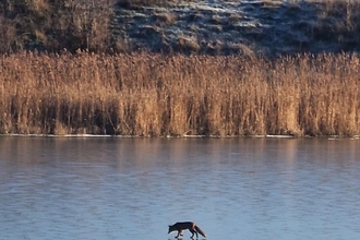 Fox on frozen lake at Hauxley