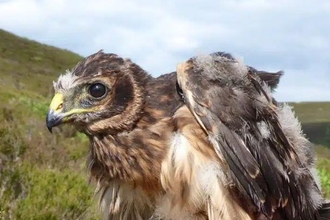 Hen harriers. Image by Northumberland National Park.