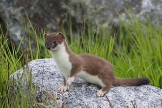 Image of stoat sitting on a large rock surrounded by grass.