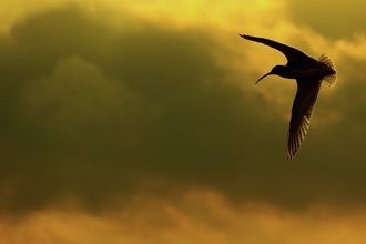 Curlew in the Peak District
