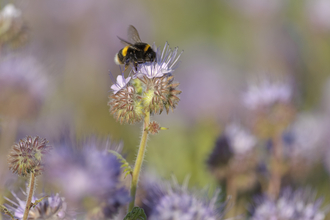 Buff tailed bumblebee. Image by Christ Gomersall 2020VISION.