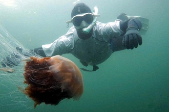 Image of snorkeller swimming behind a lions mane jellyfish