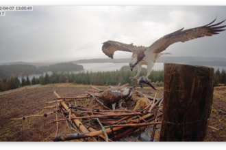 Kielder ospreys