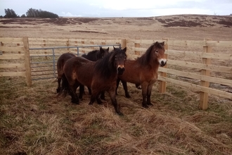 Flexigraze ponies at Benshaw. Image by Stephen Comber.