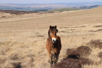 Exmoor pony returned to Benshaw. Image by Duncan Hutt.