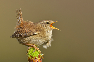 International Dawn Chorus Day 2023. Image by Andy Rouse 2020VISION.