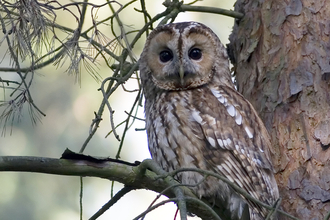 A tawny owl perched on a branch high up in a tree looking towards the camera, with text reading “Adopt an owl”.