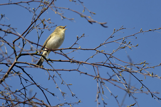 International Dawn Chorus Day 2023. Image by Chris Gomersall 2020VISION.