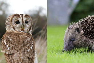 Adopt and Animal. Images by Jon Hawkins Surrey Hills Photography and Tom Marshall.