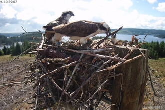 Kielder ospreys now live on YouTube. Image by Forestry England.