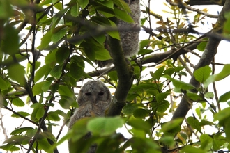 Tawny owl chicks at Hauxley. Image by Alex Lister.