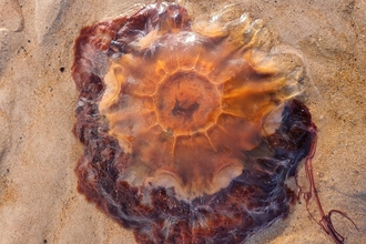 An lions mane jellyfish washed up on wet sand. The photo is taken from directly above, and the jellyfish is orange towards the centre and turns to a dark red colour around the outer edges.