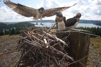 Kielder ospreys fledging. Image by Forestry England.