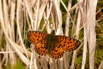 Small pearl-bordered fritillary - Philip Precey