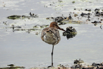 One-legged black-tailed godwit - Gareth Evans