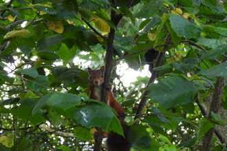 Red squirrel at Hauxley. Image by Alex Lister.