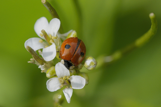 Two spot ladybird - John Bridges