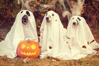 Halloween hocus pocus. Image by Pixabay.