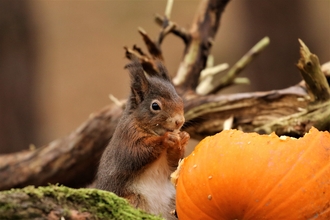 Pumpkin disposal. Image by Andy Hankinson.