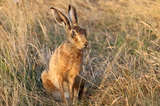 Hare - Jim Higham