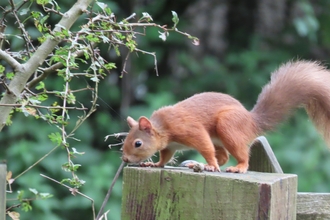 Red Squirrel - Sheila Luck