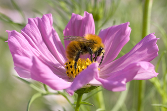 Neonicotinoids campaign. Image by Penny Frith.