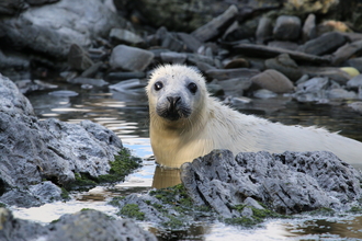 Seal pup - Lara Howe