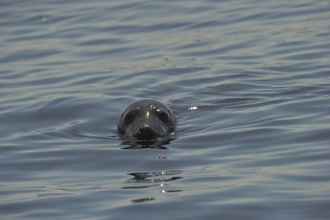 Grey seal popping the top half of its head out of the sea, looking directly at the camera.