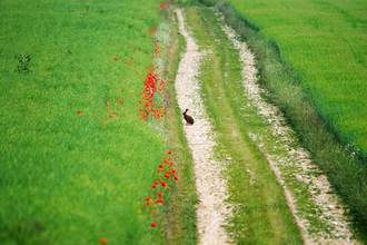 Hedge and river rules changing. Image by Amy Lewis.