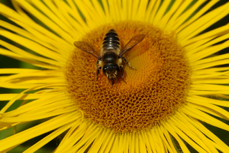 Neonics campaign. Image by Gillian Day.