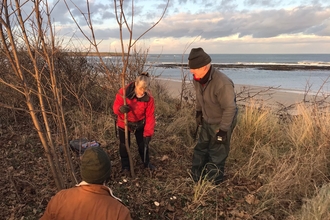 Annstead Dunes invasive species removal.