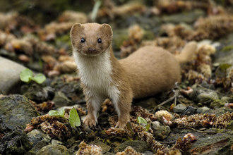 Weasel. Image by John Bridges.