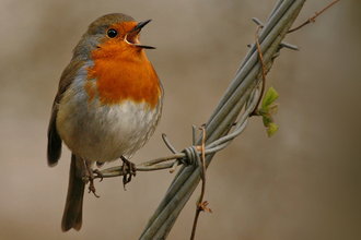 International Dawn Chorus Day 2024. Image by Jon Hawkins.