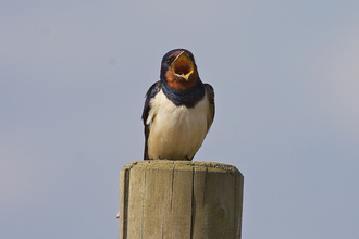 Swallows return to Hauxley.