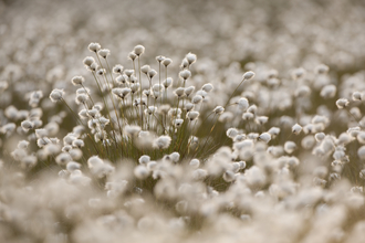 Horticultural Peat Private Members Bill. Image by Peter Cairns 2020VISION.