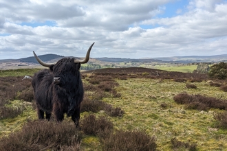 Wilder Northumberland Network. Image by Laura Hindle. 